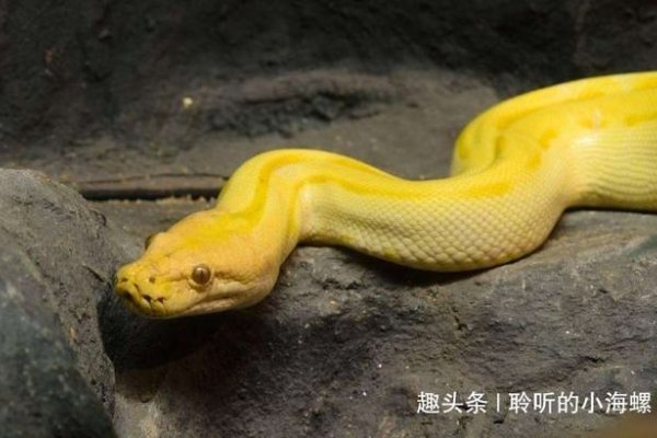 已婚女人梦见蛇，梦境背后的深层含义与解读-方知甜