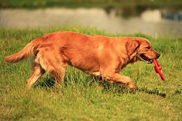 一心一意打的生肖——忠诚之犬-方知甜