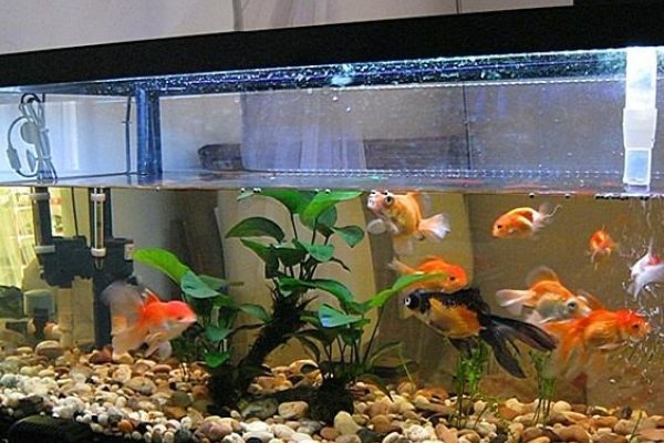 养鱼招财，哪些鱼类能为您的家居带来好运？-方知甜