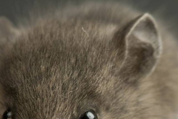 周而复始，生肖循环之首——鼠。-方知甜