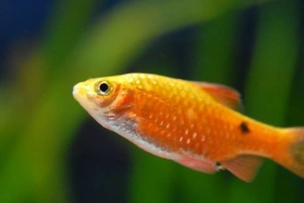 周公解梦，鱼——探寻梦境中的神秘寓意-方知甜