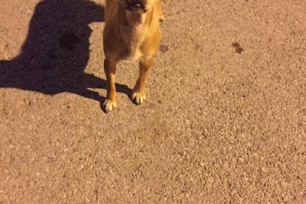 周公解梦，孕妇梦见猫狗，预示宝宝性别与健康？-方知甜