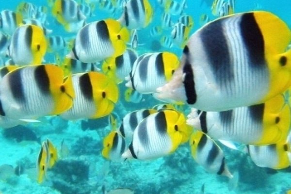 周公解梦，梦见他人食鱼，寓意何在？-方知甜