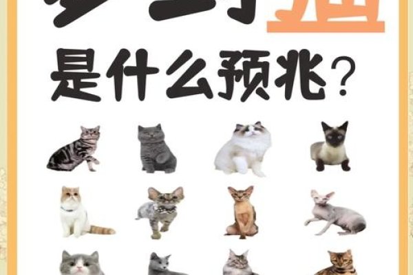 周公解梦，梦见猫，好运与财富的象征-方知甜