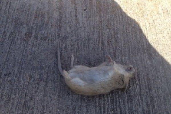 周公解梦，梦见人死了，寓意何在？-方知甜