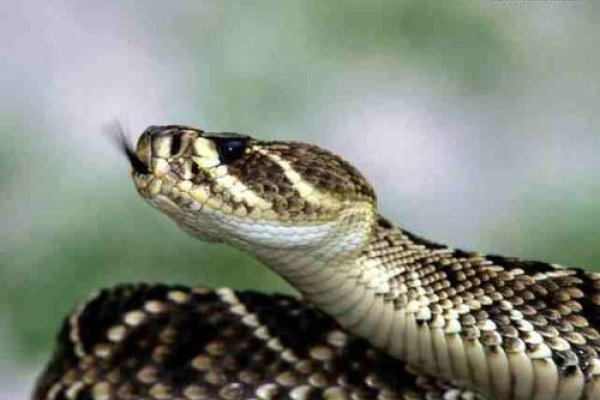 周公解梦,梦见蛇,梦中蛇的解读与启示-方知甜