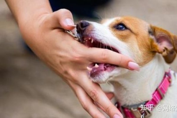 周公解梦梦见狗咬，寓意需坚定前行 。-方知甜