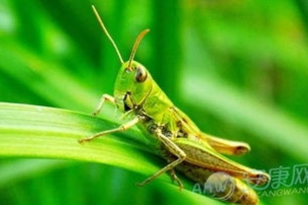 周公解梦，梦见蛆，预示利益与财产增加-方知甜