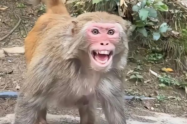 装疯卖傻代表生肖猴，机智幽默显活力-方知甜