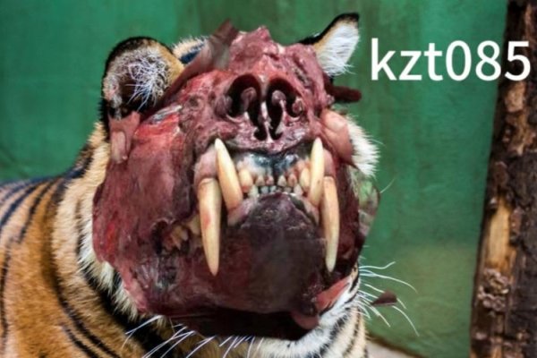 直眉瞪眼，威猛虎王-方知甜